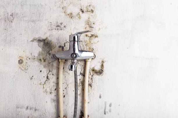 Reliable Parsons, TN Mold Removal Solutions