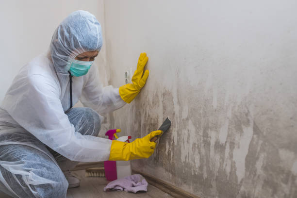 Best Fast Mold Removal  in Parsons, TN