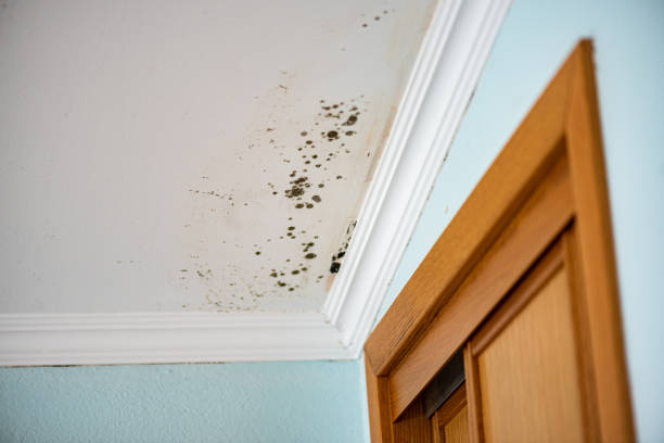 Best Mold Removal Company Near Me  in Parsons, TN
