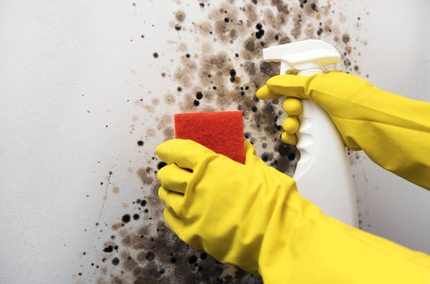 Best Commercial Mold Removal  in Parsons, TN