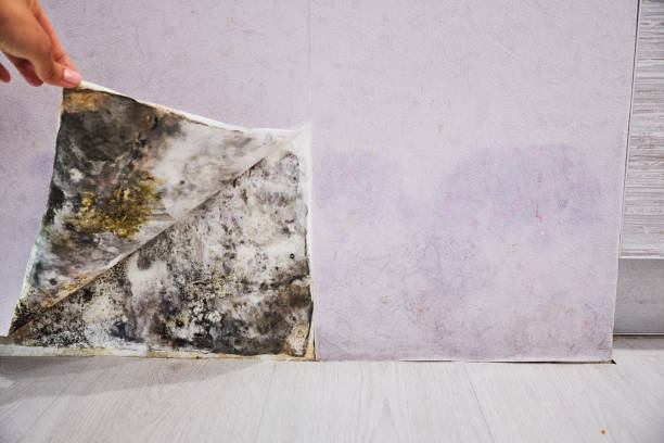 Best Mold Removal Near Me  in Parsons, TN